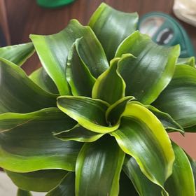 Photo of the plant species Hawai by @TidyWildchives named Athena on Greg, the plant care app