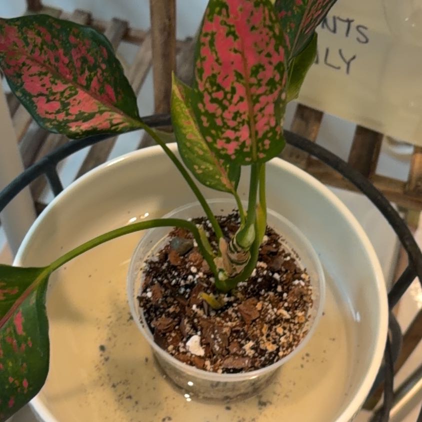 Photo of the plant species Aglaonema Red Valentine Chinese Evergreen by @TidyWildchives named Sahara on Greg, the plant care app