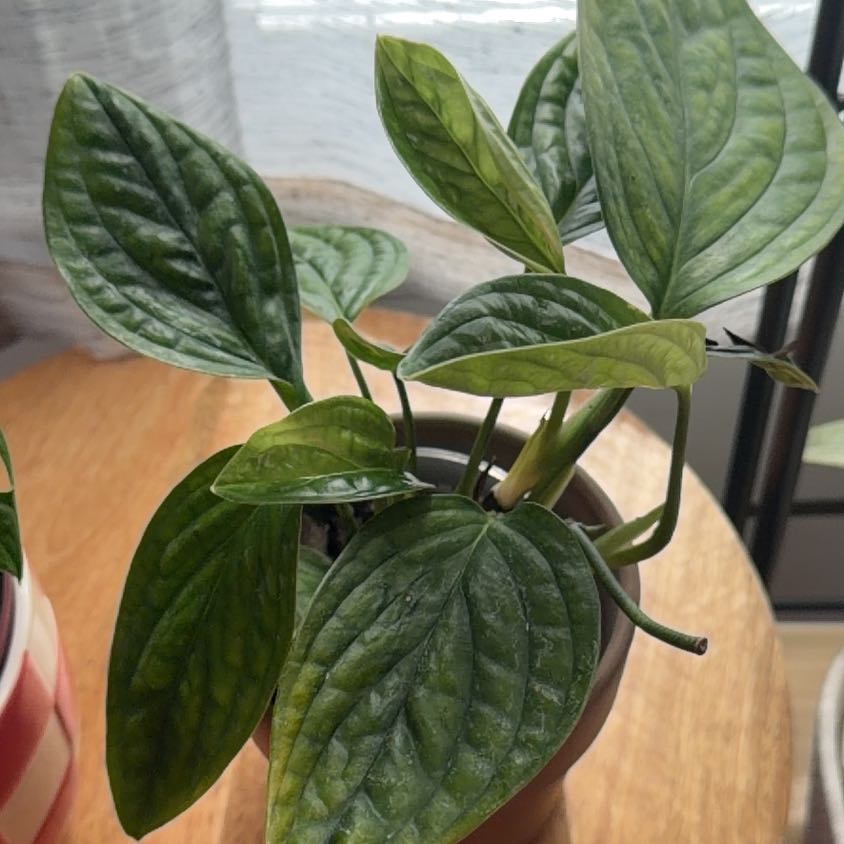 Photo of the plant species Monstera Peru by @TidyWildchives named Mario on Greg, the plant care app