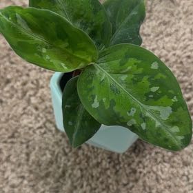 Photo of the plant species Aglaonema 'Tricolor' by @TidyWildchives named GI Joe on Greg, the plant care app