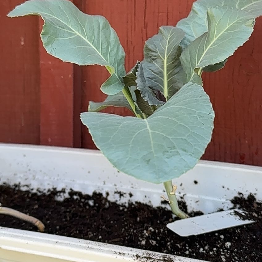 Photo of the plant species Violet Queen Cauliflower by @meggersly named Khaleesi on Greg, the plant care app
