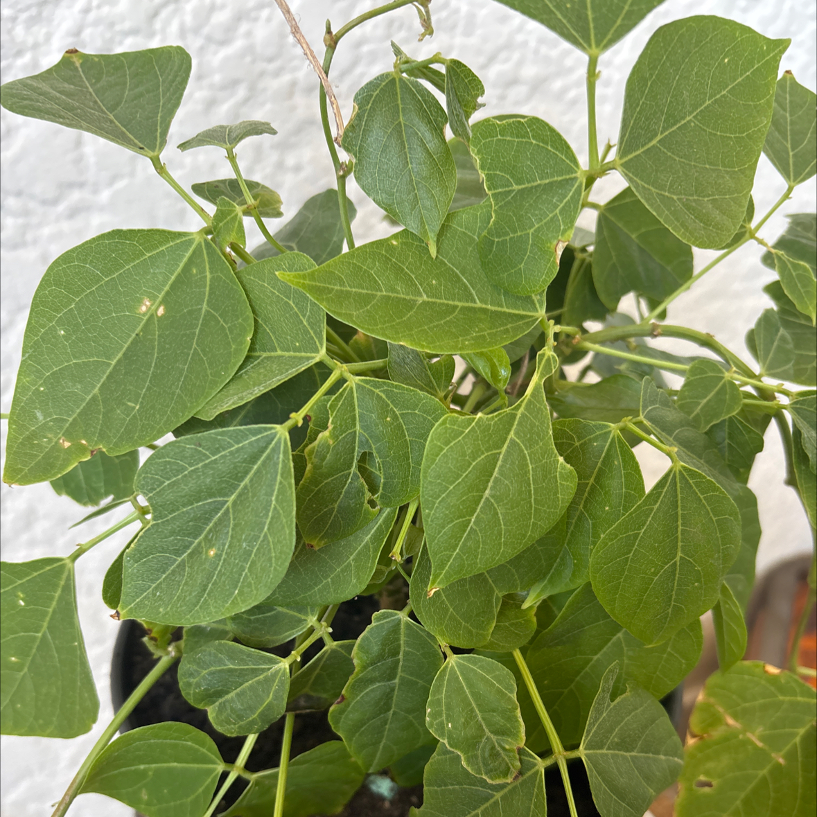 Photo of the plant species Cochliasanthus Caracalla by @DazzlingNoni96 named Cleopatra on Greg, the plant care app