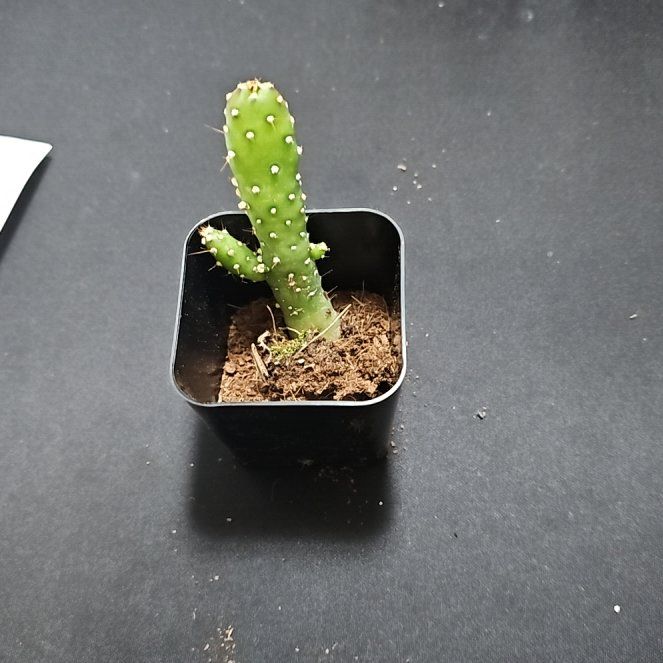 Photo of the plant species Opuntia 'Maverick' by @BonusHairbrush named Emerson on Greg, the plant care app