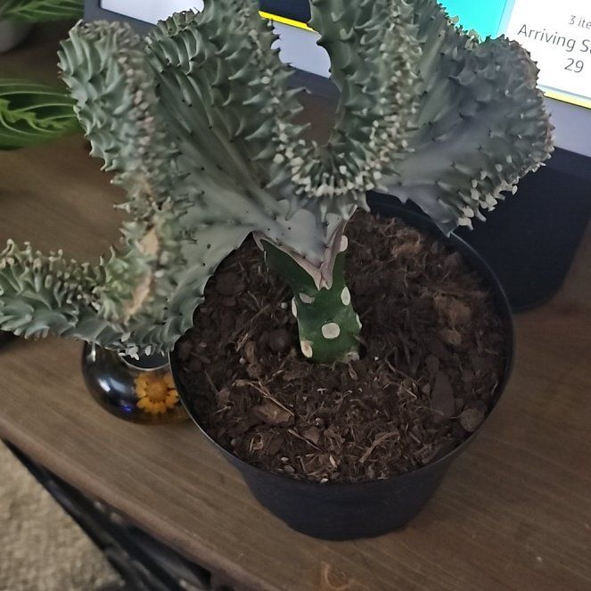 Photo of the plant species Crested Senecio Vitalis 'Album' by @BonusHairbrush named Khaleesi on Greg, the plant care app