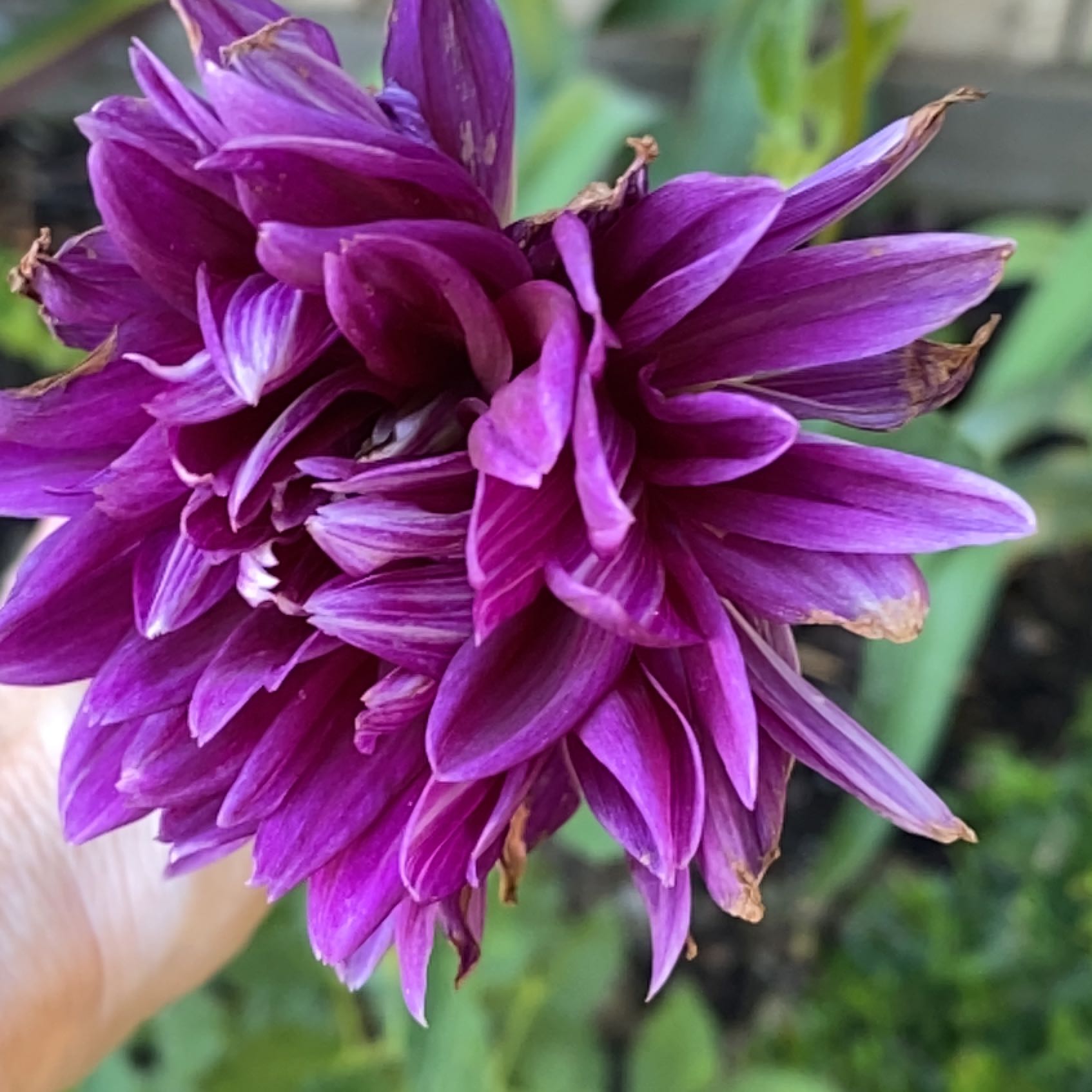 Close-up of a Garden Dahlia flower with vibrant purple petals and some browning tips.