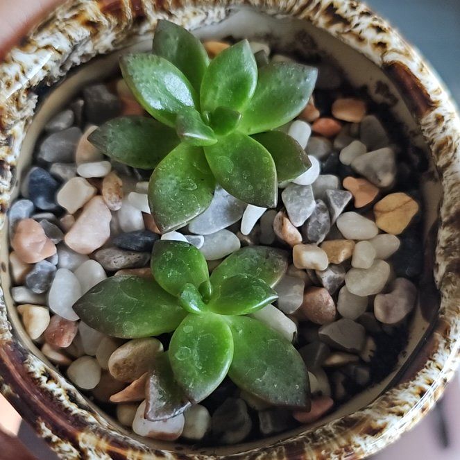 Photo of the plant species Graptosedum 'Darley Sunshine' by @WillSilvernymph named Lavender on Greg, the plant care app