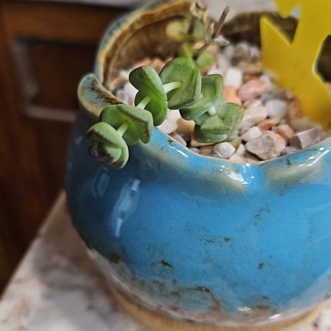 Photo of the plant species Crassula 'Baby's Necklace' by @WillSilvernymph named Shakira on Greg, the plant care app