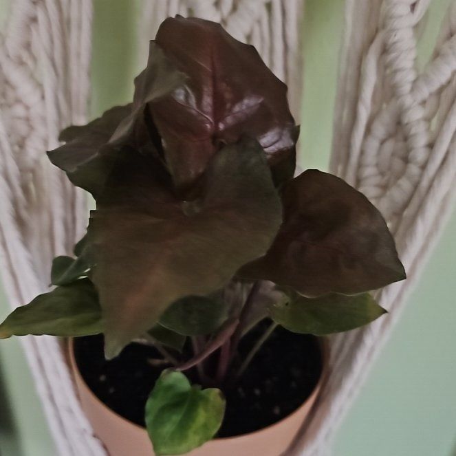 Photo of the plant species maria arrowhead plant by @WillSilvernymph named Beyonce on Greg, the plant care app