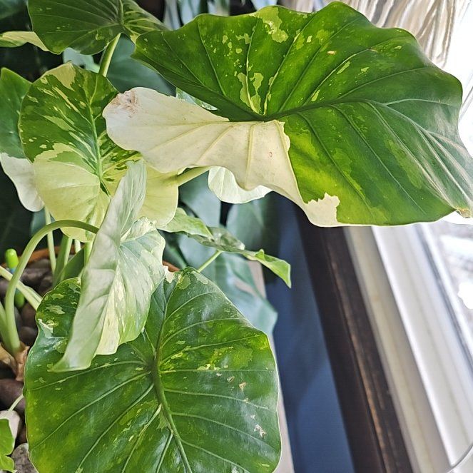 Photo of the plant species Alocasia Dawn Variegated by @WillSilvernymph named Sanders on Greg, the plant care app