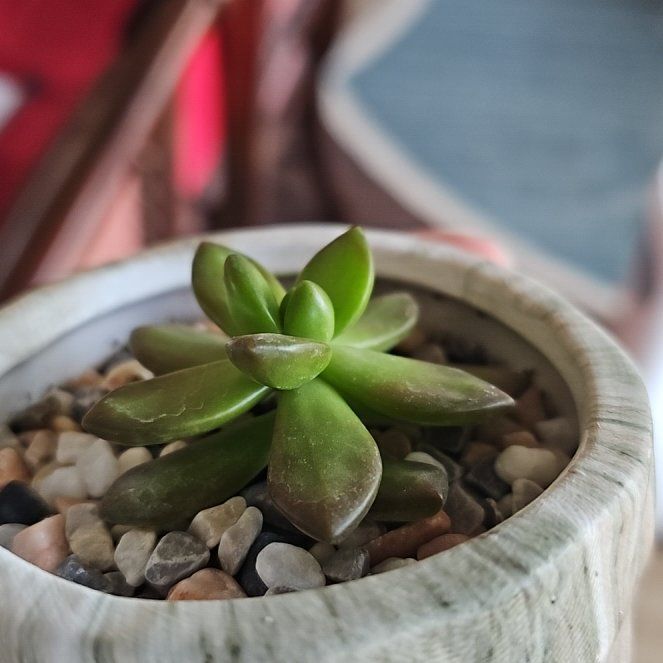 Photo of the plant species Graptosedum 'Darley Sunshine' by @WillSilvernymph named Dax on Greg, the plant care app