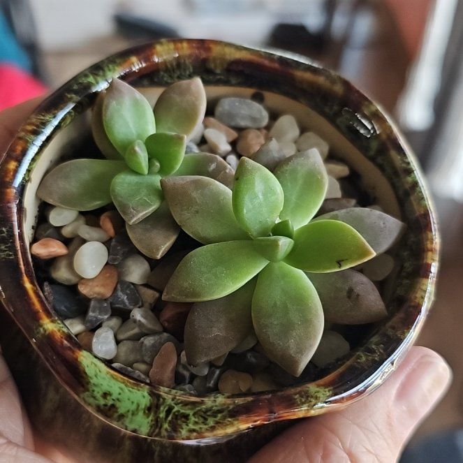 Photo of the plant species Graptosedum 'Darley Sunshine' by @WillSilvernymph named Sage on Greg, the plant care app