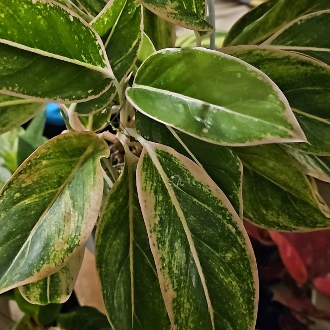 Photo of the plant species Siam Pink Chinese Evergreen by @WillSilvernymph named Stella on Greg, the plant care app