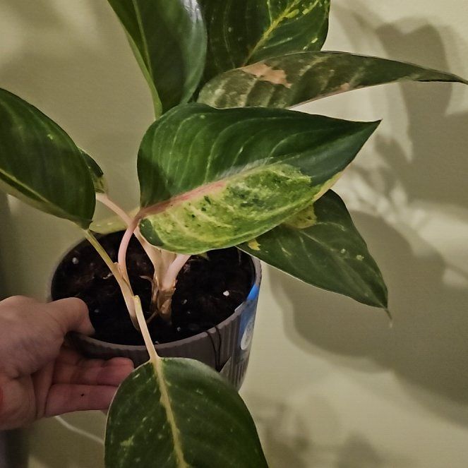 Photo of the plant species Two Tone Moonstone Chinese Evergreen by @WillSilvernymph named Muhammad Ali on Greg, the plant care app