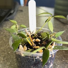 Photo of the plant species Hoya lacunosa 'Amarillo' by @ZingCornishlily named Hoya Lacunosa on Greg, the plant care app