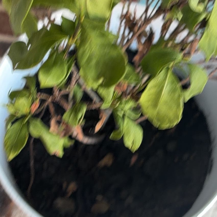 Photo of the plant species Beach Moning Glory by @YardAloeblueelf named Kendall on Greg, the plant care app