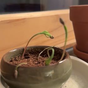 Photo of the plant species Bonzi by @GladSwamprose30 named Bon Bon on Greg, the plant care app