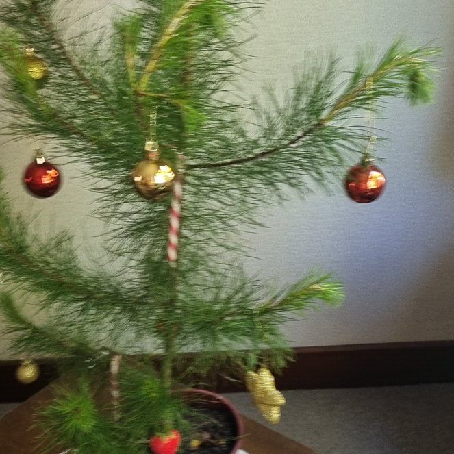 Photo of the plant species Cedros Island Pine by @VastChorioactis named Foxxy on Greg, the plant care app
