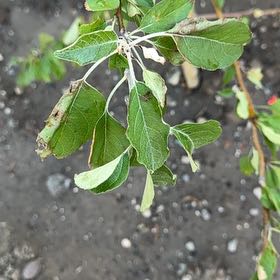 Photo of the plant species Fuji Apple by @YiftBeech named Xena on Greg, the plant care app