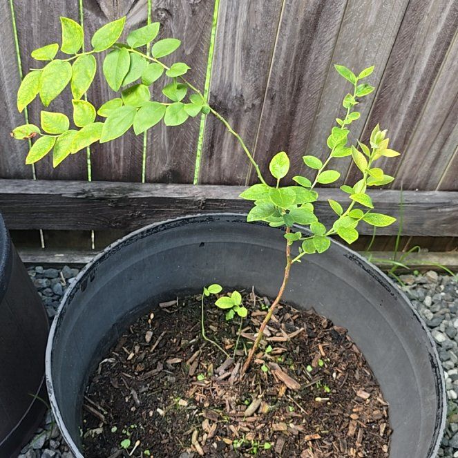 Photo of the plant species Blueberry by @WhizCinchweed0 named Burberry on Greg, the plant care app