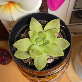 Photo of the plant species Graptosedum 'Sunsplash' by @SustainedColeus named Kesha on Greg, the plant care app