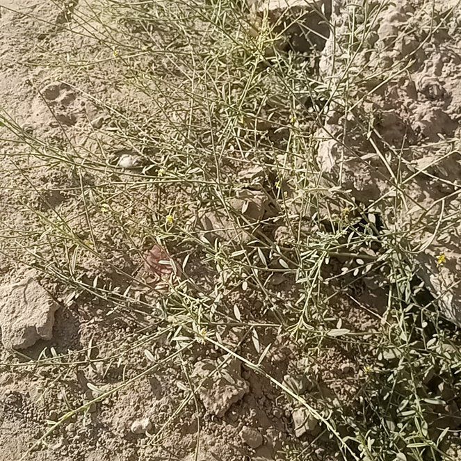 Photo of the plant species Prickly Russian Thistle by @FullHighmallow named Sage on Greg, the plant care app