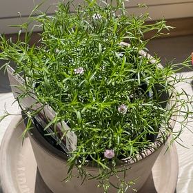 Photo of the plant species Gypsy Deep Rose by @ItzZagreus named Pax on Greg, the plant care app
