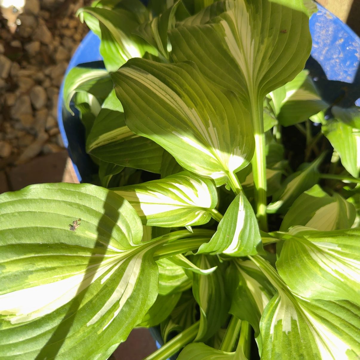 Photo of the plant species Plantain Lily by @MartianMallow named Madonna on Greg, the plant care app