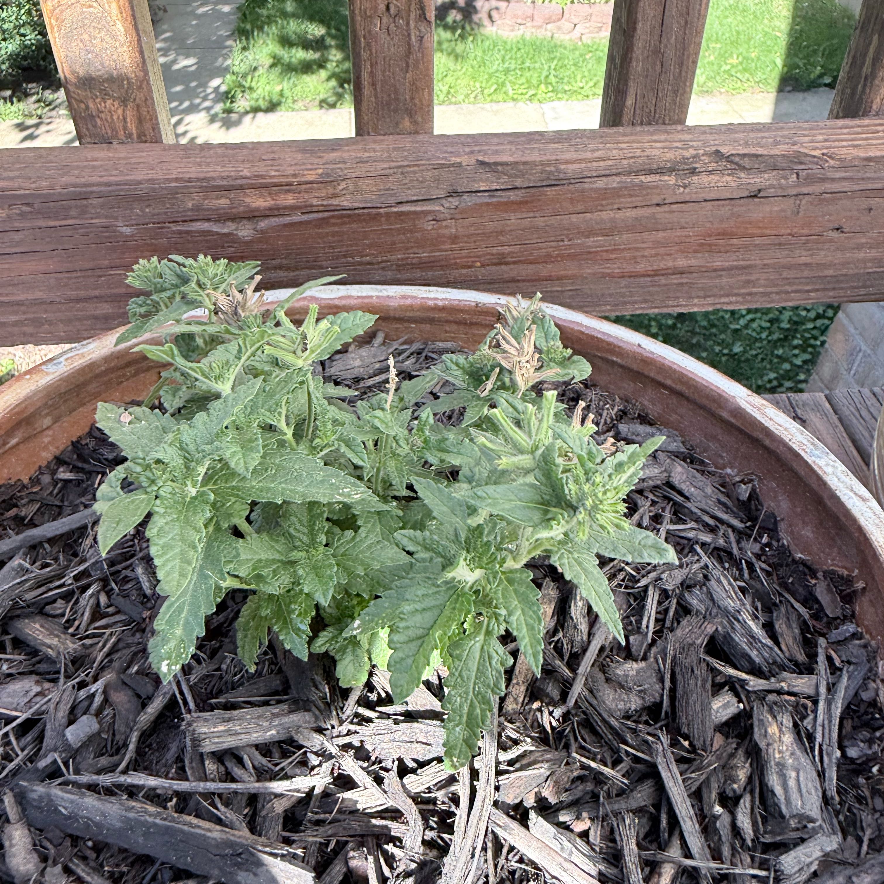 Photo of the plant species Superbena Verbena by @MartianMallow named Leonardo on Greg, the plant care app