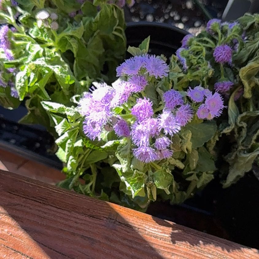 Photo of the plant species Flossflower by @MartianMallow named Gates on Greg, the plant care app