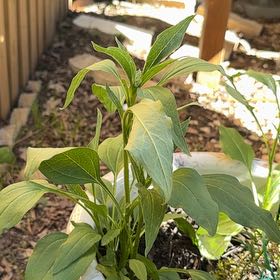Photo of the plant species Coneflower by @MartianMallow named Harmony on Greg, the plant care app