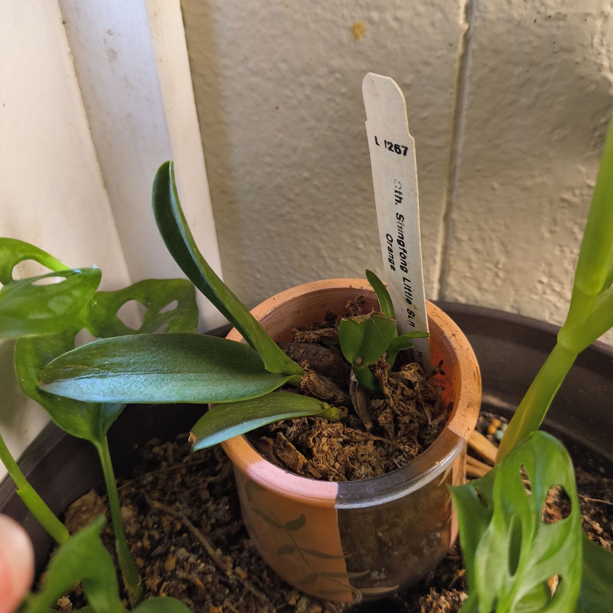 Photo of the plant species Yellow Orange Cluster Cattleya Orchid by @EastTNMomma named Orlando Bloom on Greg, the plant care app