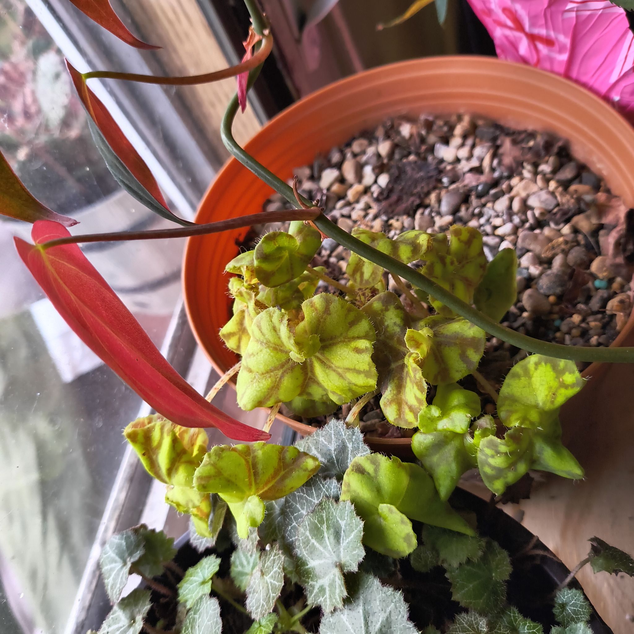 Photo of the plant species 'Cowardly Lion' by @EastTNMomma named Brrrr on Greg, the plant care app