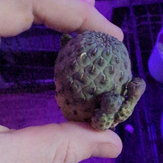 Photo of the plant species Frailea castanea by @EastTNMomma named Turtle Boy on Greg, the plant care app