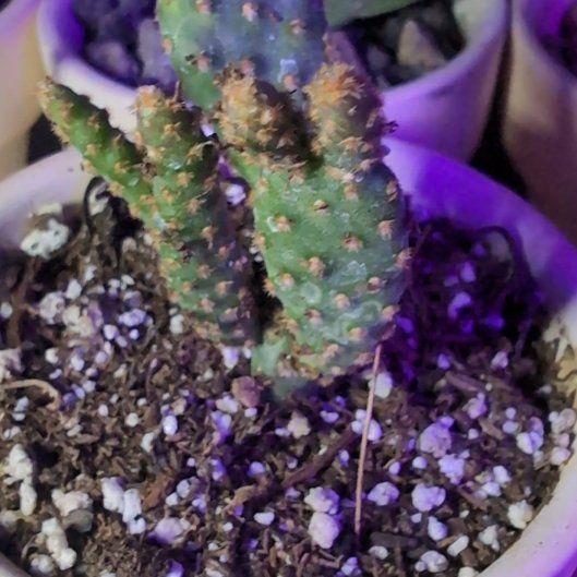 Photo of the plant species Miniature Cinnamon Cactus by @EastTNMomma named Cimmamum on Greg, the plant care app