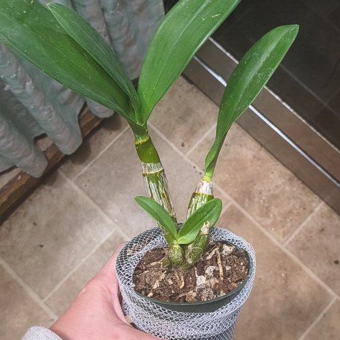 Photo of the plant species Dendrobium Hawaii Spectacular by @EastTNMomma named White Grace 'Sato' on Greg, the plant care app