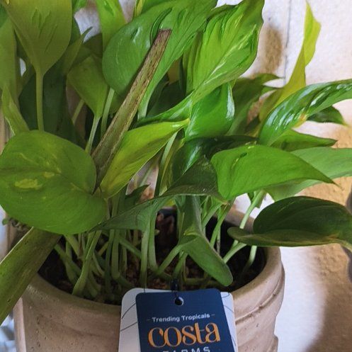 Photo of the plant species Teruno Champs-Elysees Pothos by @EastTNMomma named Champ on Greg, the plant care app
