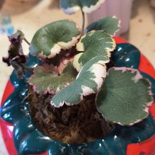 Photo of the plant species Pink Alumroot by @EastTNMomma named Strawberry on Greg, the plant care app