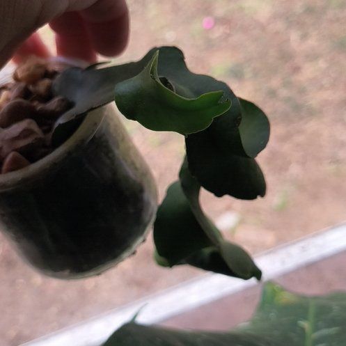 Photo of the plant species Curly Locks Orchid Cactus by @EastTNMomma named Ronaldo on Greg, the plant care app