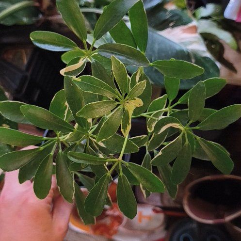 Photo of the plant species Variegated Dwarf Umbrella Tree by @EastTNMomma named Anne on Greg, the plant care app