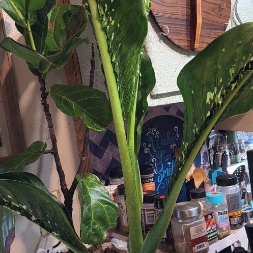 Photo of the plant species Dieffenbachia 'Crocodile' by @EastTNMomma named Irwin on Greg, the plant care app
