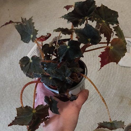 Photo of the plant species Black Velvet Begonia by @EastTNMomma named Jinu on Greg, the plant care app