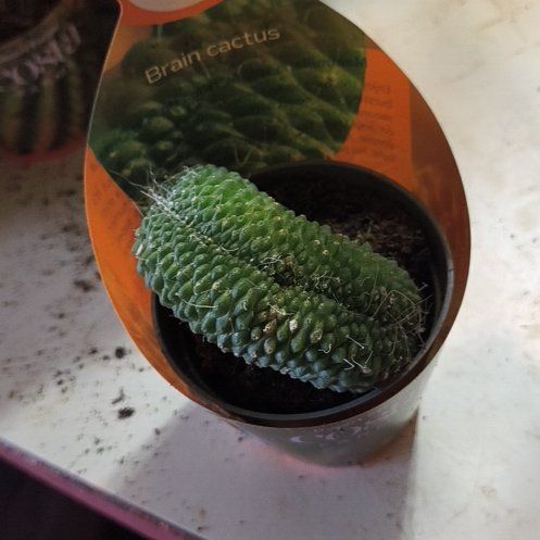 Photo of the plant species Mammillaria spinosissima 'Un Pico' by @EastTNMomma named Bodhi on Greg, the plant care app