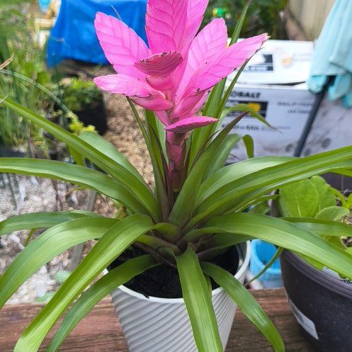 Photo of the plant species Pink Quill by @EastTNMomma named Tropiccc on Greg, the plant care app
