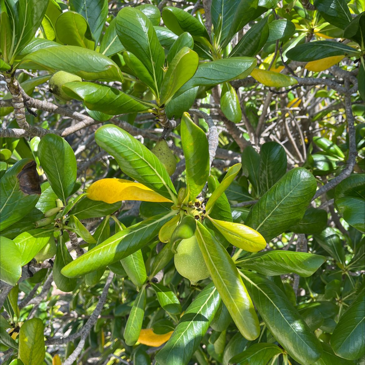 Japanese Cheesewood plant with glossy green leaves and some yellowing leaves.