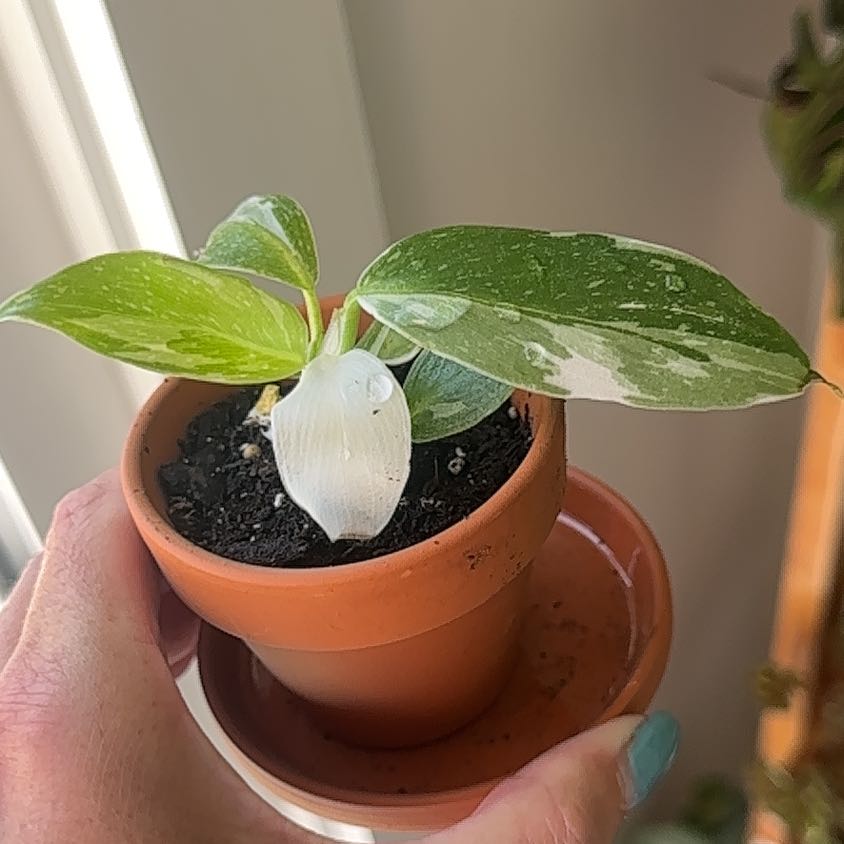 Philodendron 'White Princess' plant in a terracotta pot with variegated leaves.