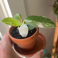 Philodendron 'White Princess' plant