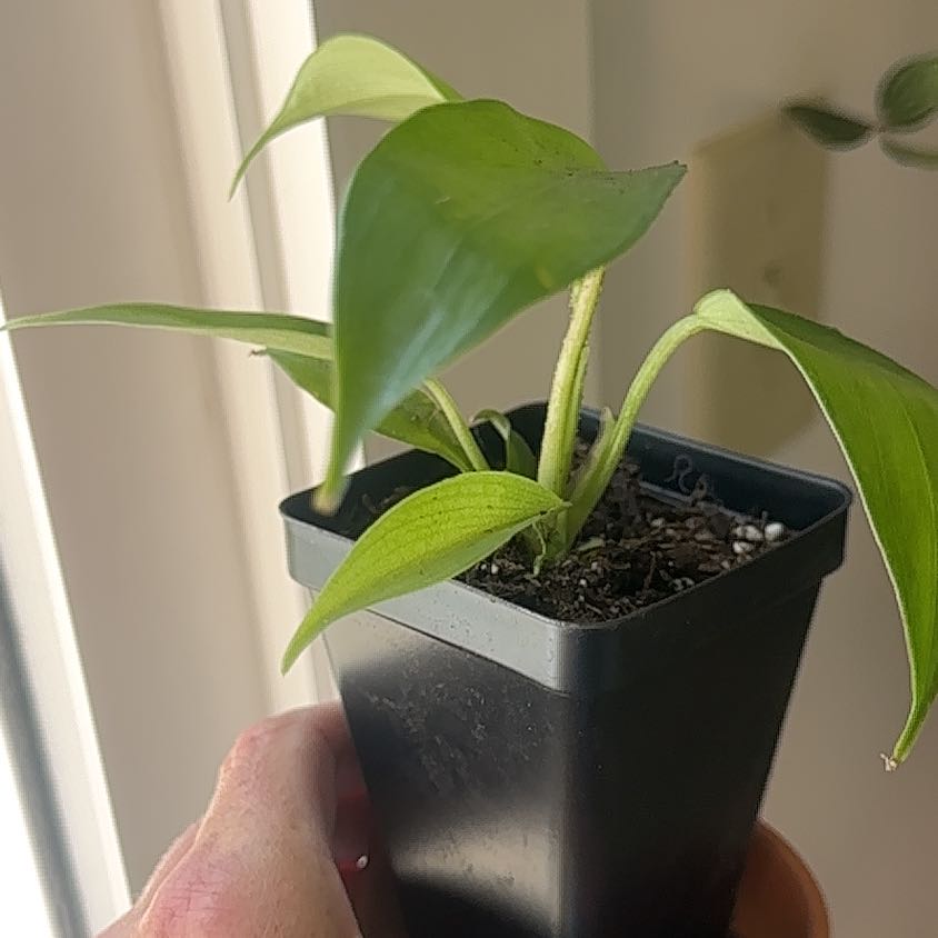 Hairy Philodendron plant in a small black pot, held by a hand.