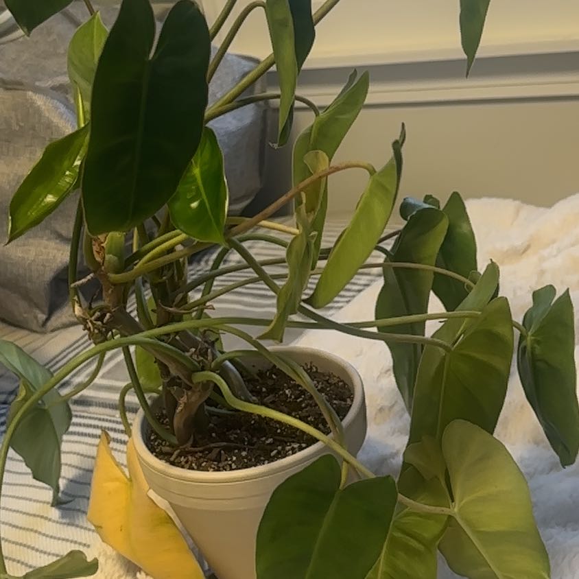 Philodendron Burle Marx plant in a pot with some yellowing leaves and visible soil.