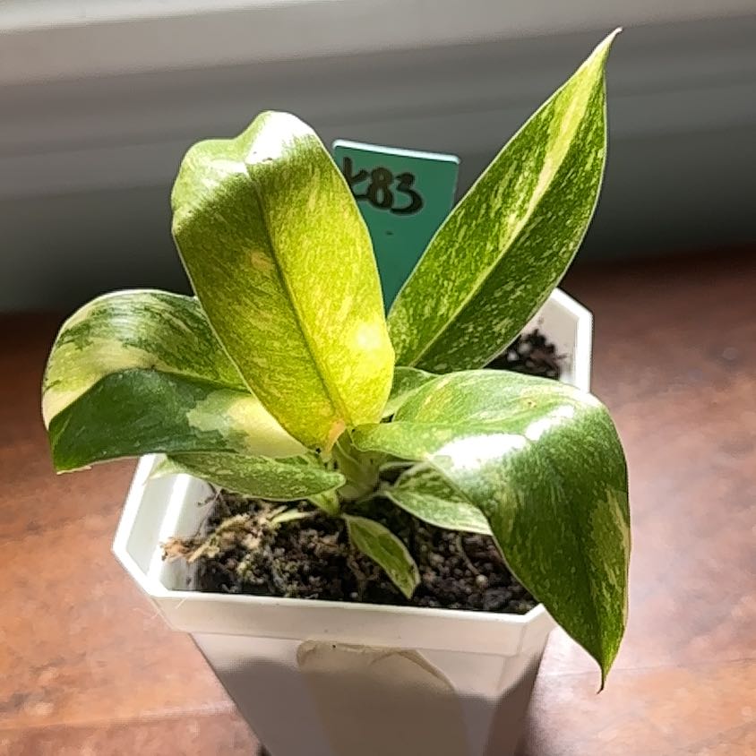 Philodendron 'Ring of Fire' plant in a white pot with variegated green and yellow leaves.