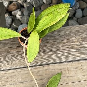 Photo of the plant species Hoya 'Jennifer' by @Jenn83123 named Messi on Greg, the plant care app